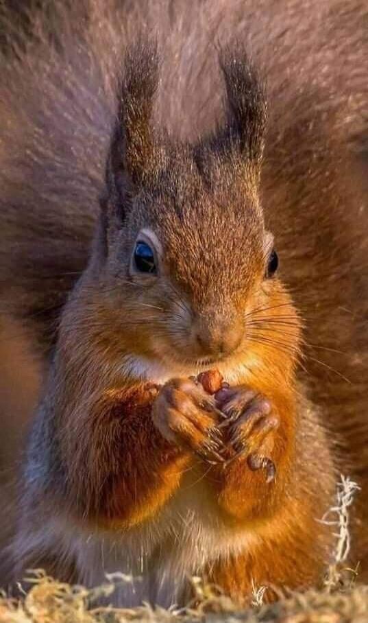 A close-up of a squirrel holding a nut.