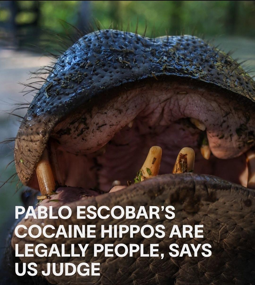 Mo Sel0TS COCAINE HIPPOS ARE LEGALLY PEOPLE SAYS US JUDGE