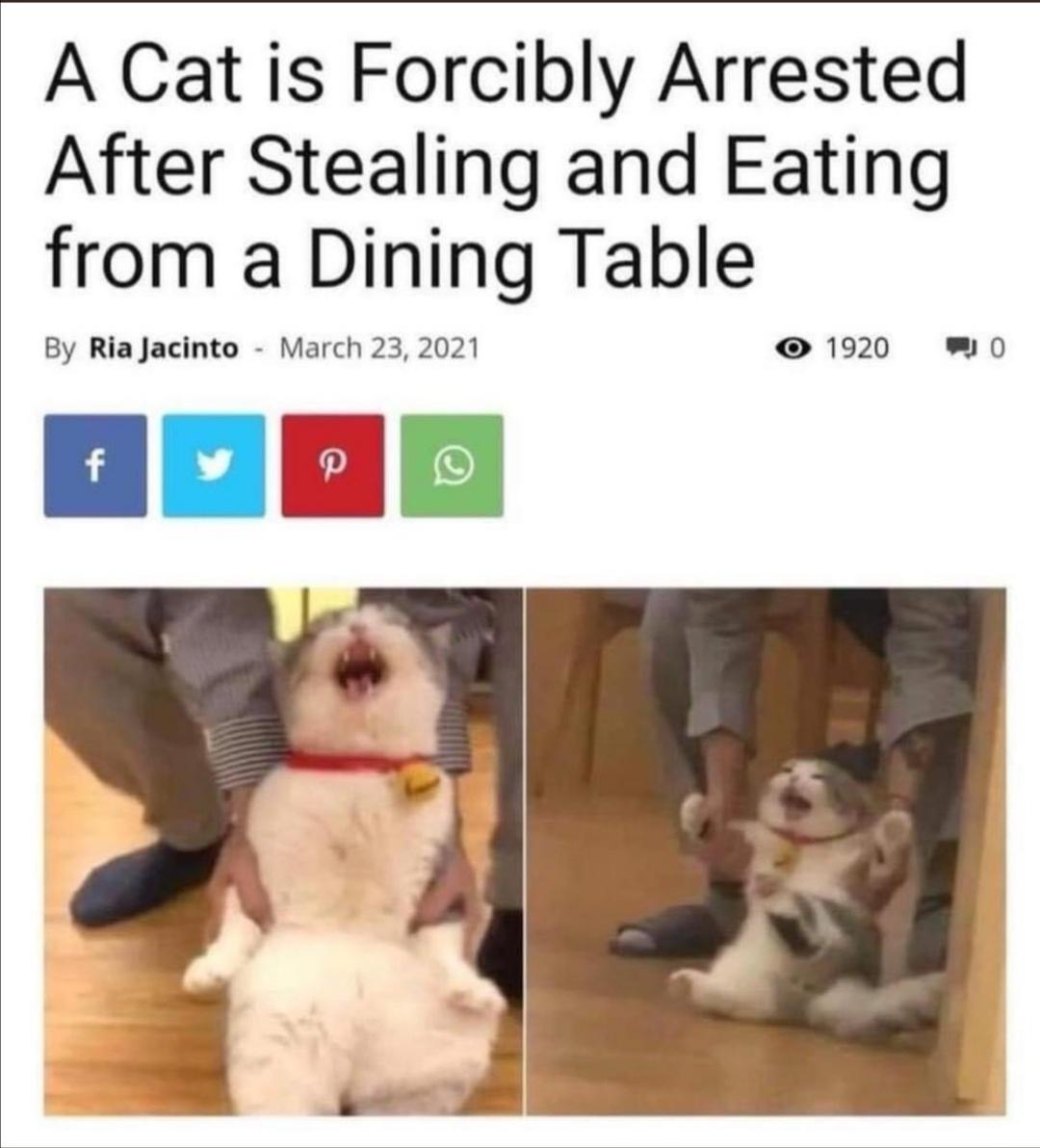 A Cat is Forcibly Arrested After Stealing and Eating from a Dining Table By Ria Jacinto March 23 2021 1920 WO