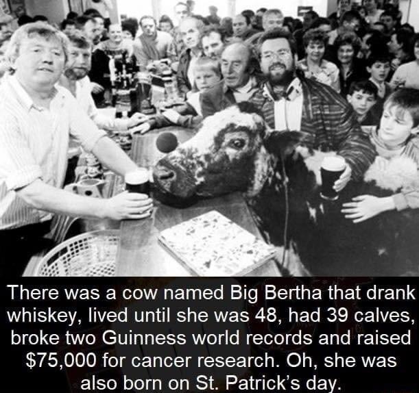 AL CAERE R ET e BTN G ER G ETRG 11 whiskey lived until she was 48 had 39 calves broke two Guinness world records and raised 75000 for cancer research Oh she was also born on St Patricks day