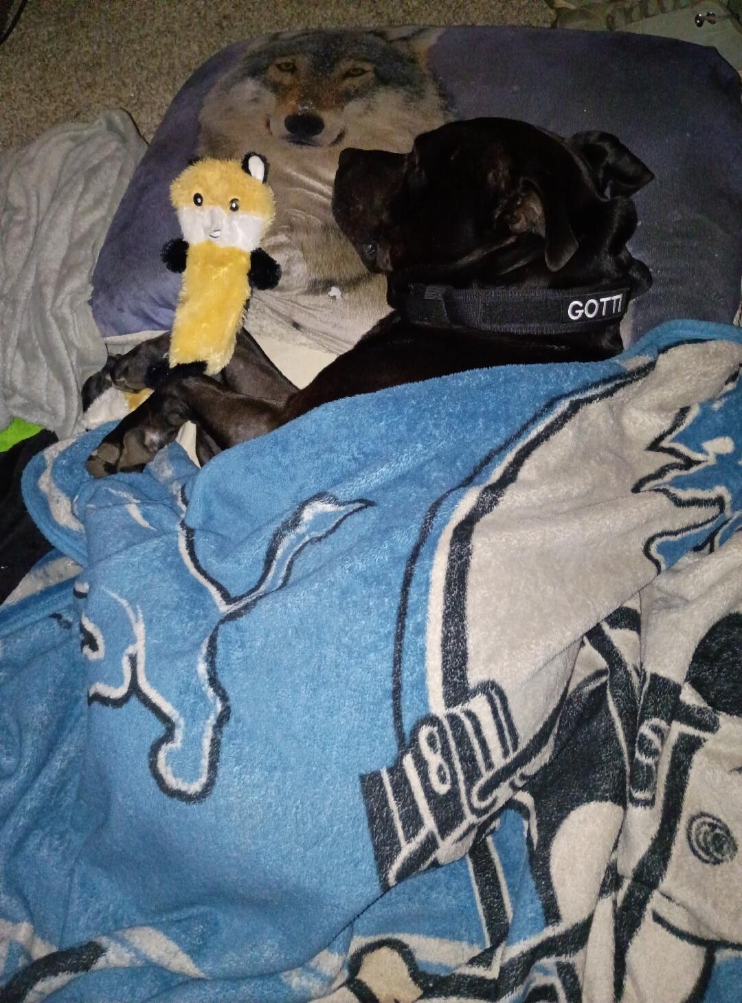 GOTTI