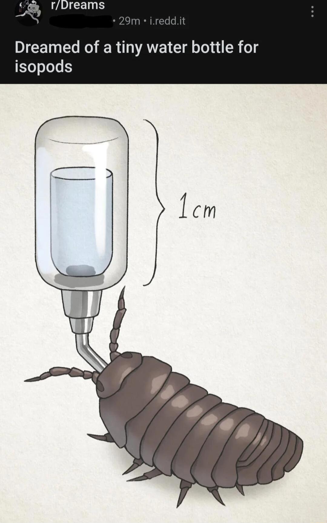 rDreams DICET LR ER VATEI G T U R o isopods