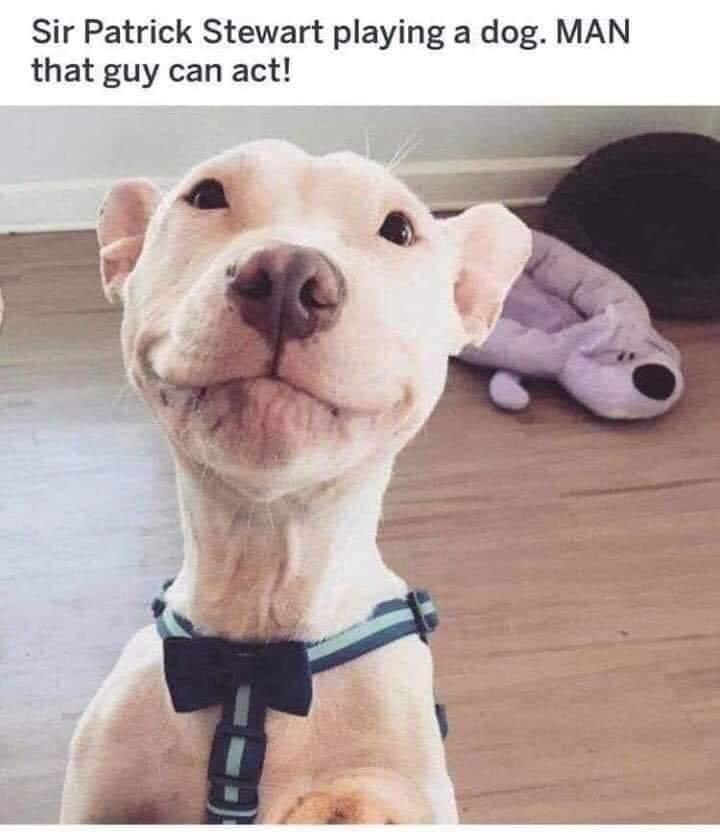 Sir Patrick Stewart playing a dog MAN that guy can act