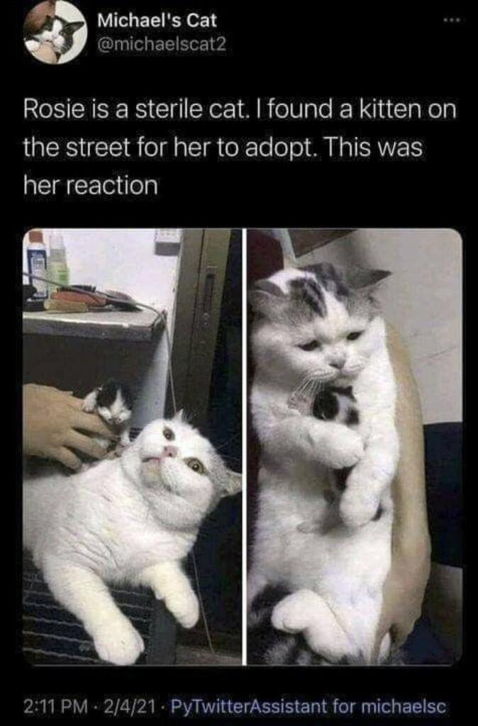 Michaels Cat michaelscat2 RSN IS Gl Yo 1R olVale RN i1 laely LR IS ol alSId o Te o o M Ha SRV her reaction 211 PM 2421 PyTwitterAssistant for michaelsc