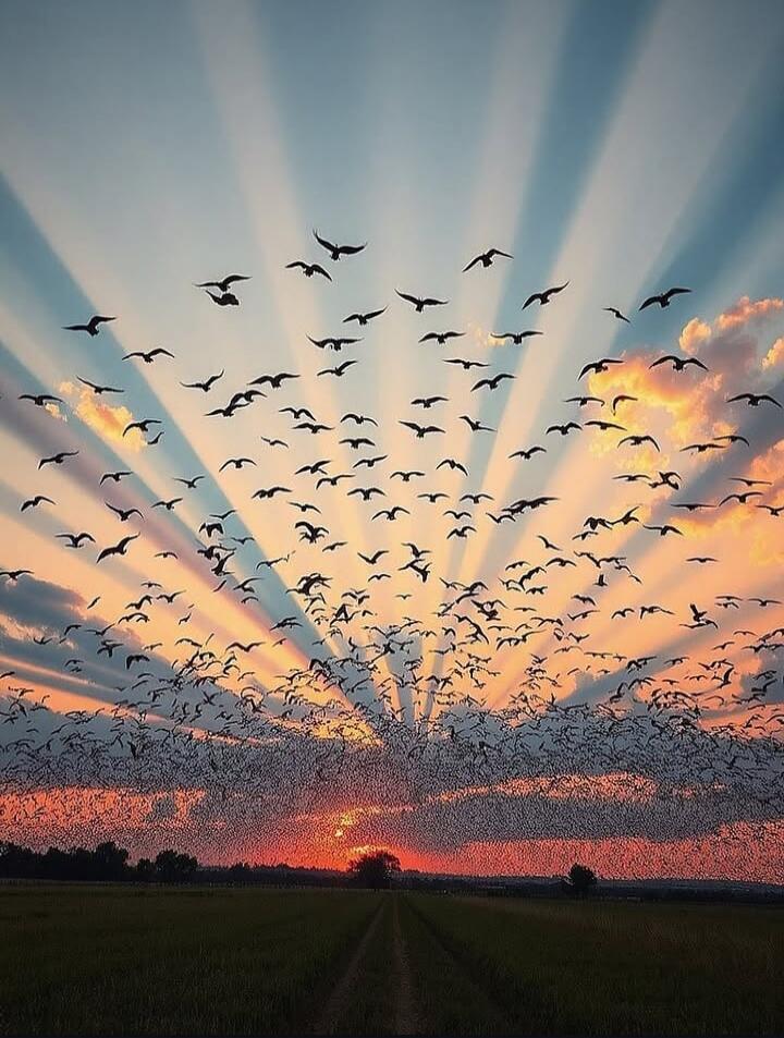 A large flock of birds flying across a dramatic sunset sky with sunbeams radiating outward, over a flat rural landscape.