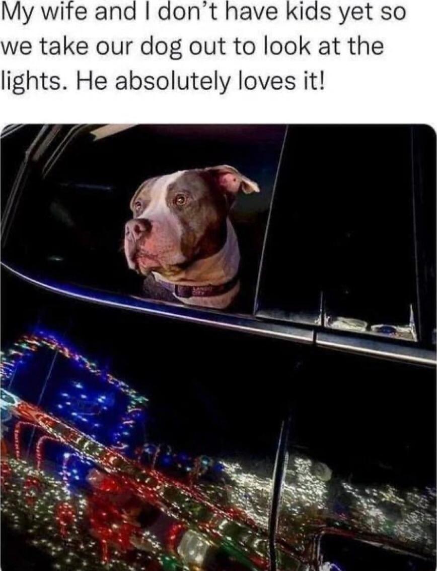 My wife and dont have kids yet so we take our dog out to look at the lights He absolutely loves it