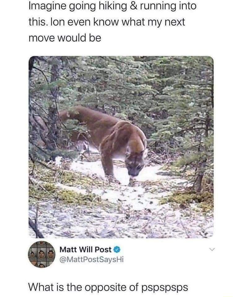 Imagine going hiking running into this lon even know what my next move would be Matt Will Post MattPostSaysHi What is the opposite of pspspsps