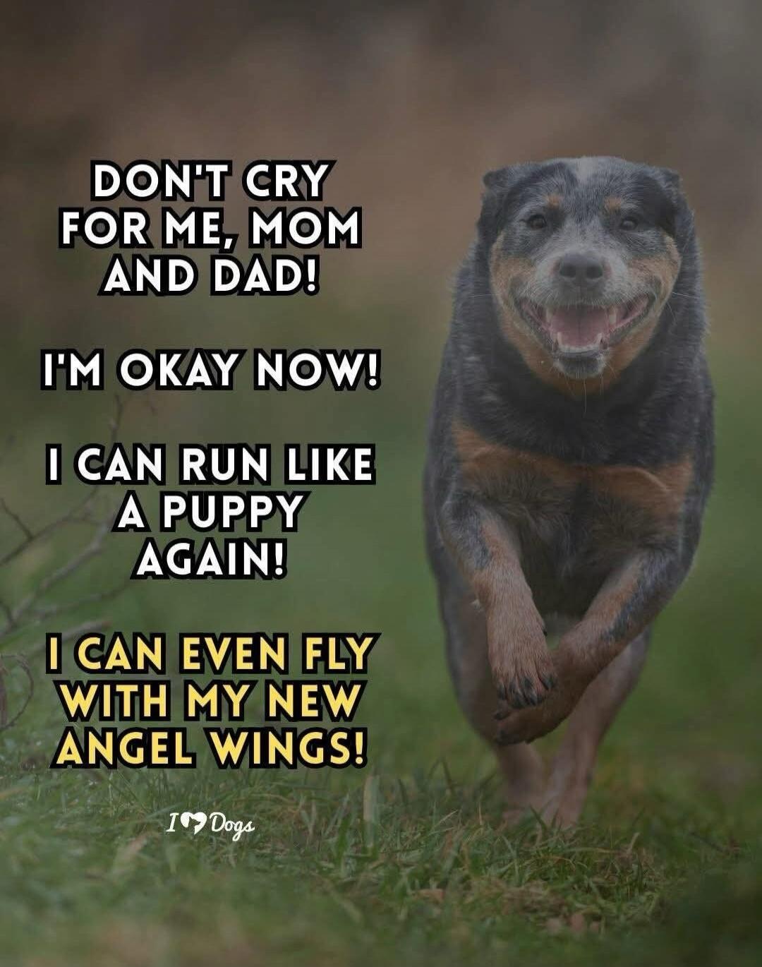 DON'T CRY FOR ME, MOM AND DAD! I'M OKAY NOW! I CAN RUN LIKE A PUPPY AGAIN! I CAN EVEN FLY WITH MY NEW ANGEL WINGS! I ❤️ Dogs