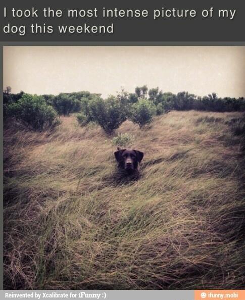 took the most intense picture of my dog this weekend