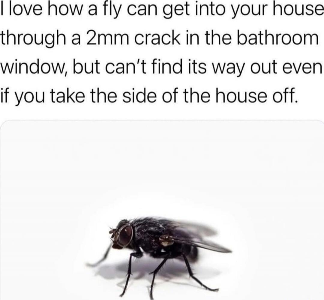 I love how a fly can get into your house through a 2mm crack in the bathroom window, but can’t find its way out even if you take the side of the house off.