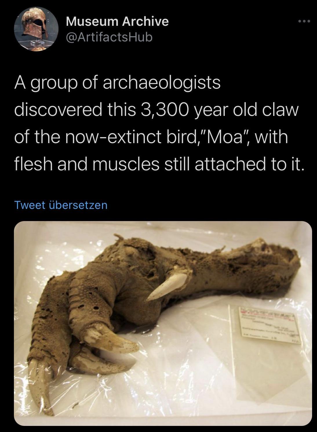 3 Museum Archive ArtifactsHub A group of archaeologists oSeleVTeTe RUISRCRSIGOAVSYTao Ked P of the now extinct birdMoa with flesh and muscles still attached to it Tweet Ubersetzen