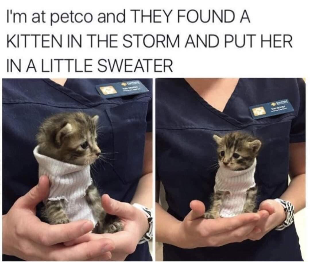 Im at petco and THEY FOU KITTEN IN THE STORM AND IN ALITTLE SWEATER