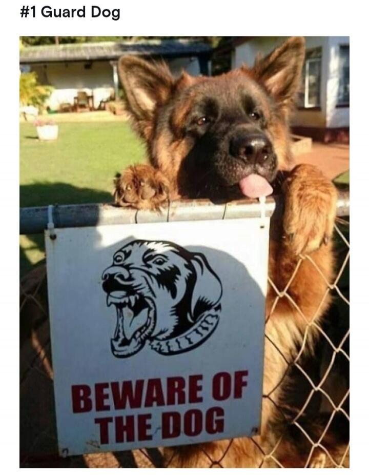 #1 Guard Dog
BEWARE OF THE DOG