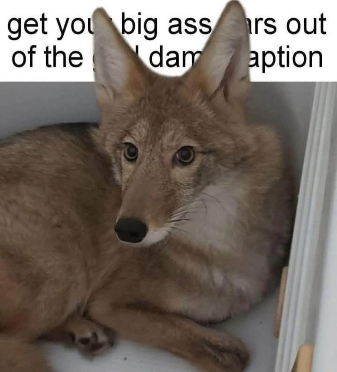 get yolybig ass of the darg