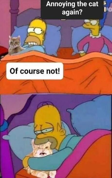 Annoying the cat 3 again