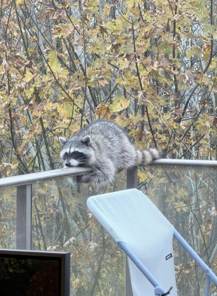 A raccoon perched on a railing outside a glass balcony, with autumn leaves in the background.