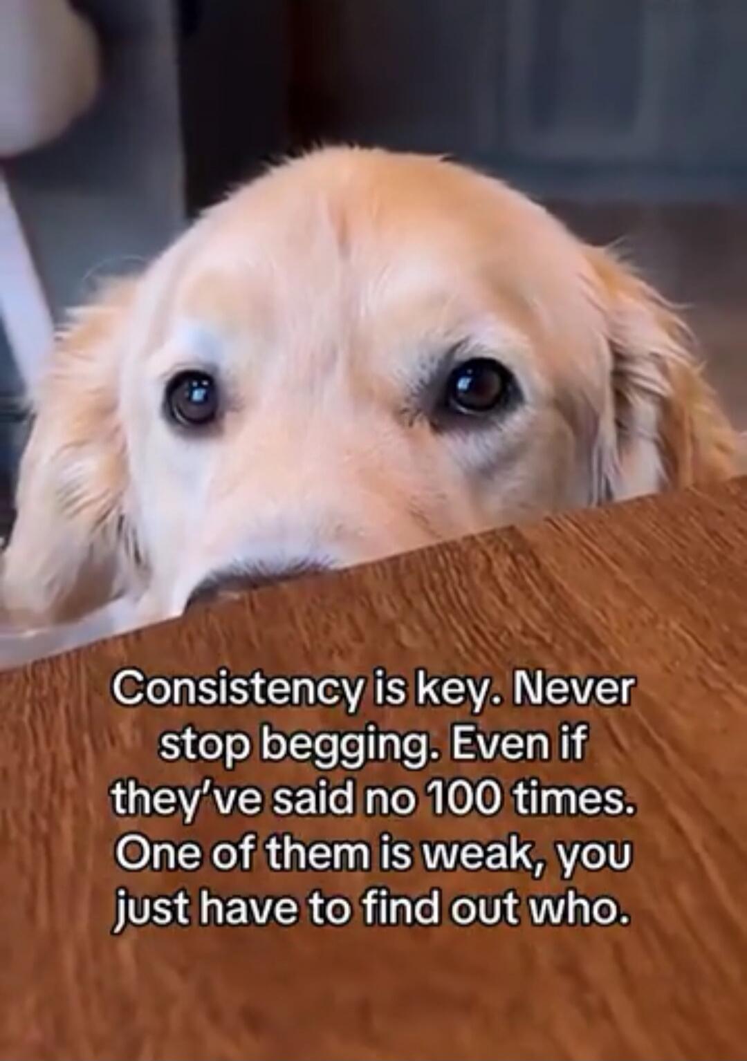 Consistency is key. Never stop begging. Even if they've said no 100 times. One of them is weak, you just have to find out who.