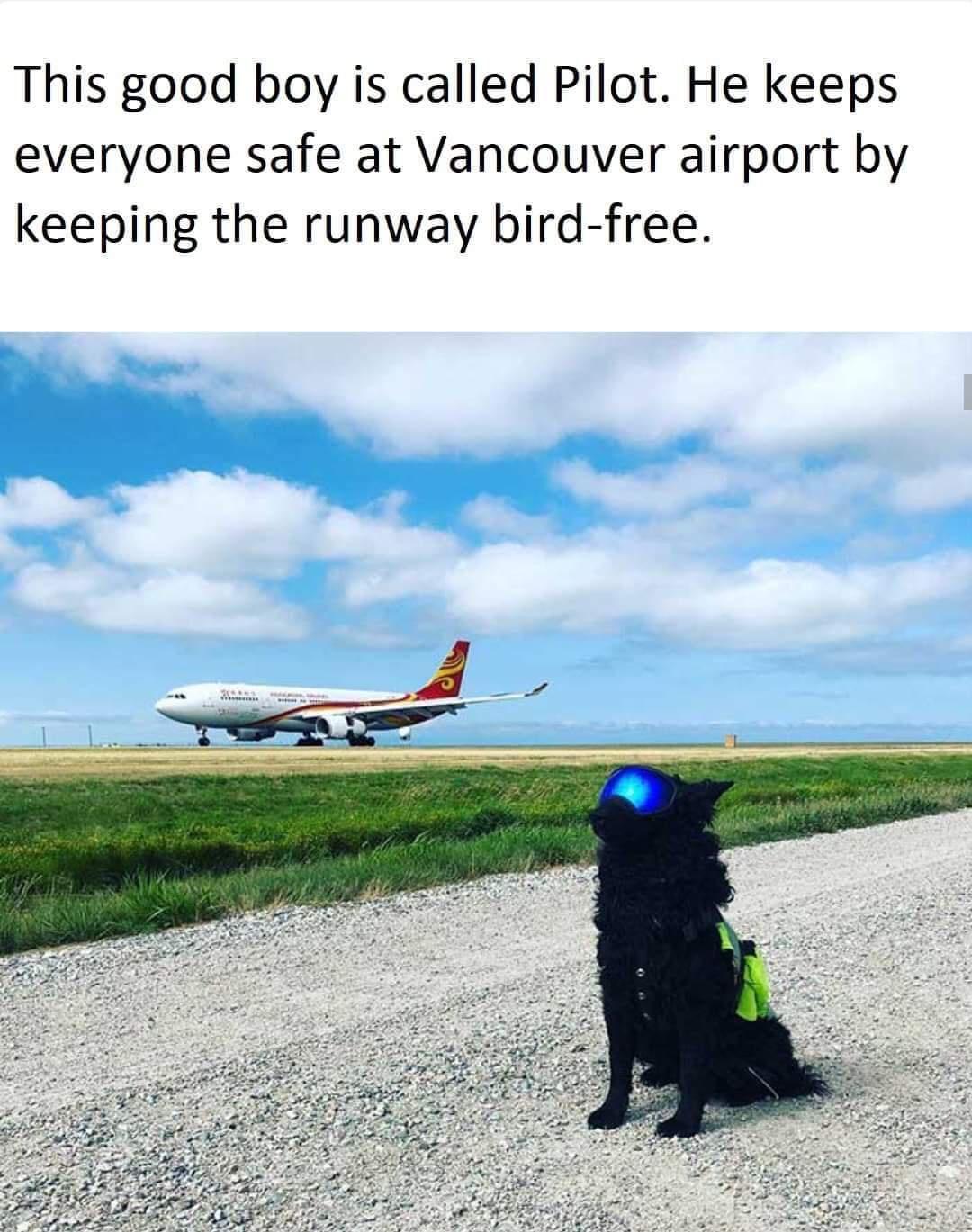 This good boy is called Pilot He keeps everyone safe at Vancouver airport by keeping the runway bird free