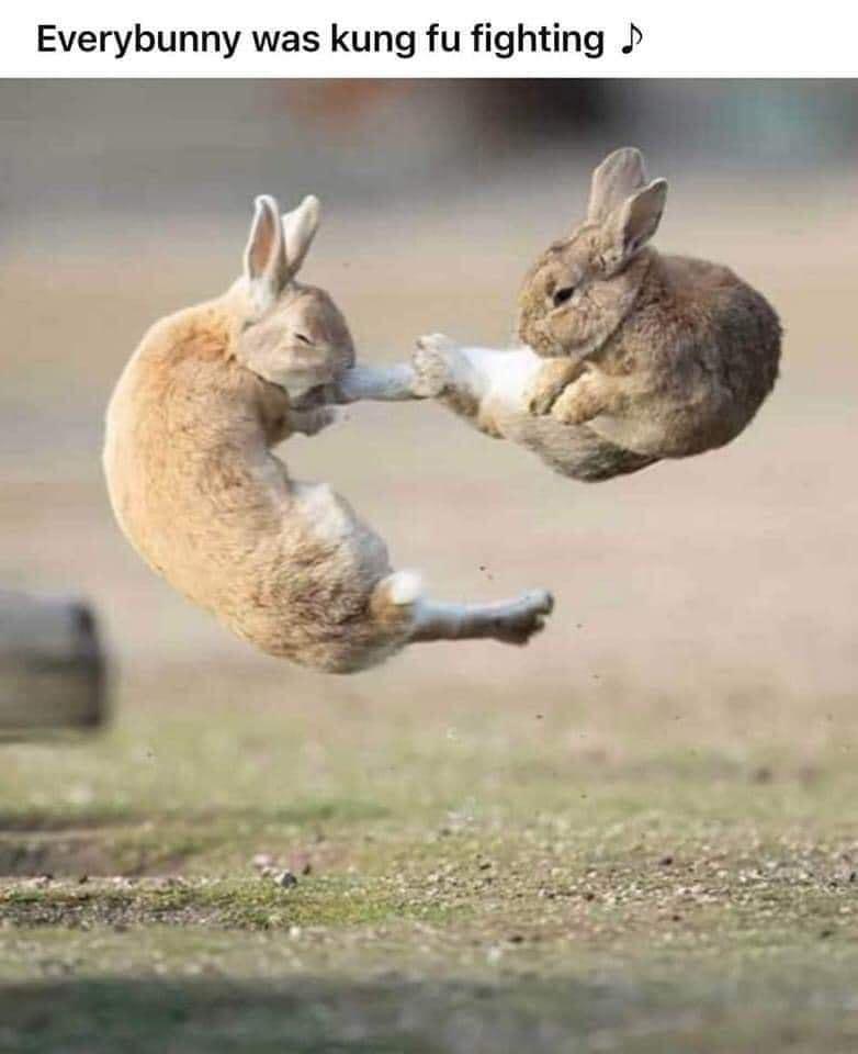 Everybunny was kung fu fighting