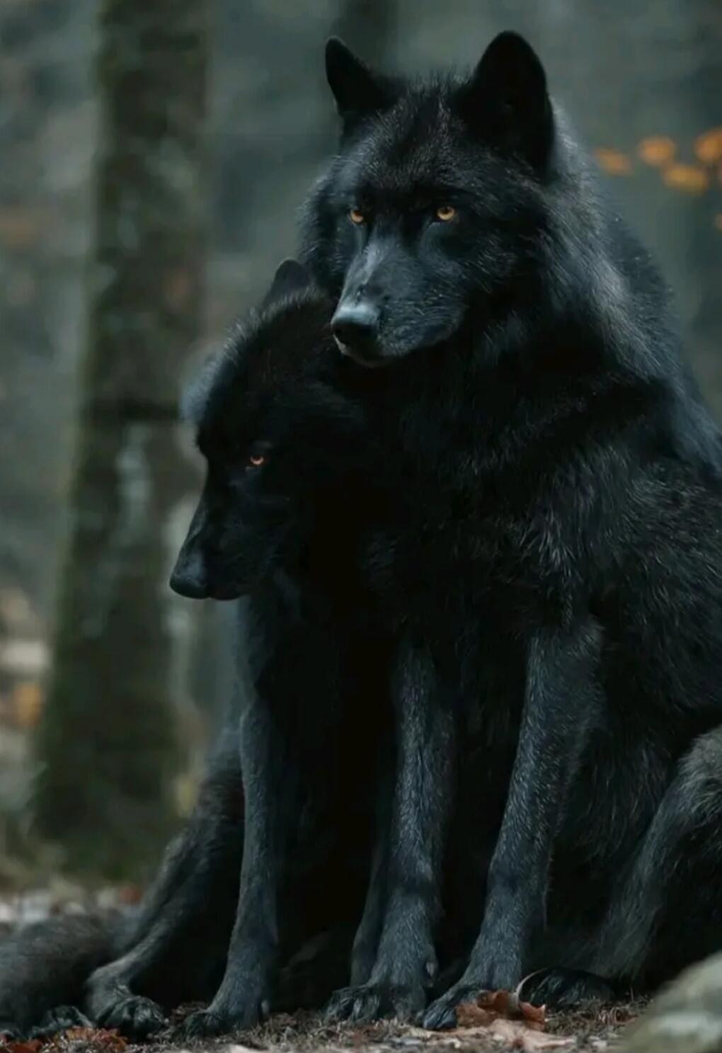 Two black wolves sitting in a forest; an adult wolf with a pup beside it.