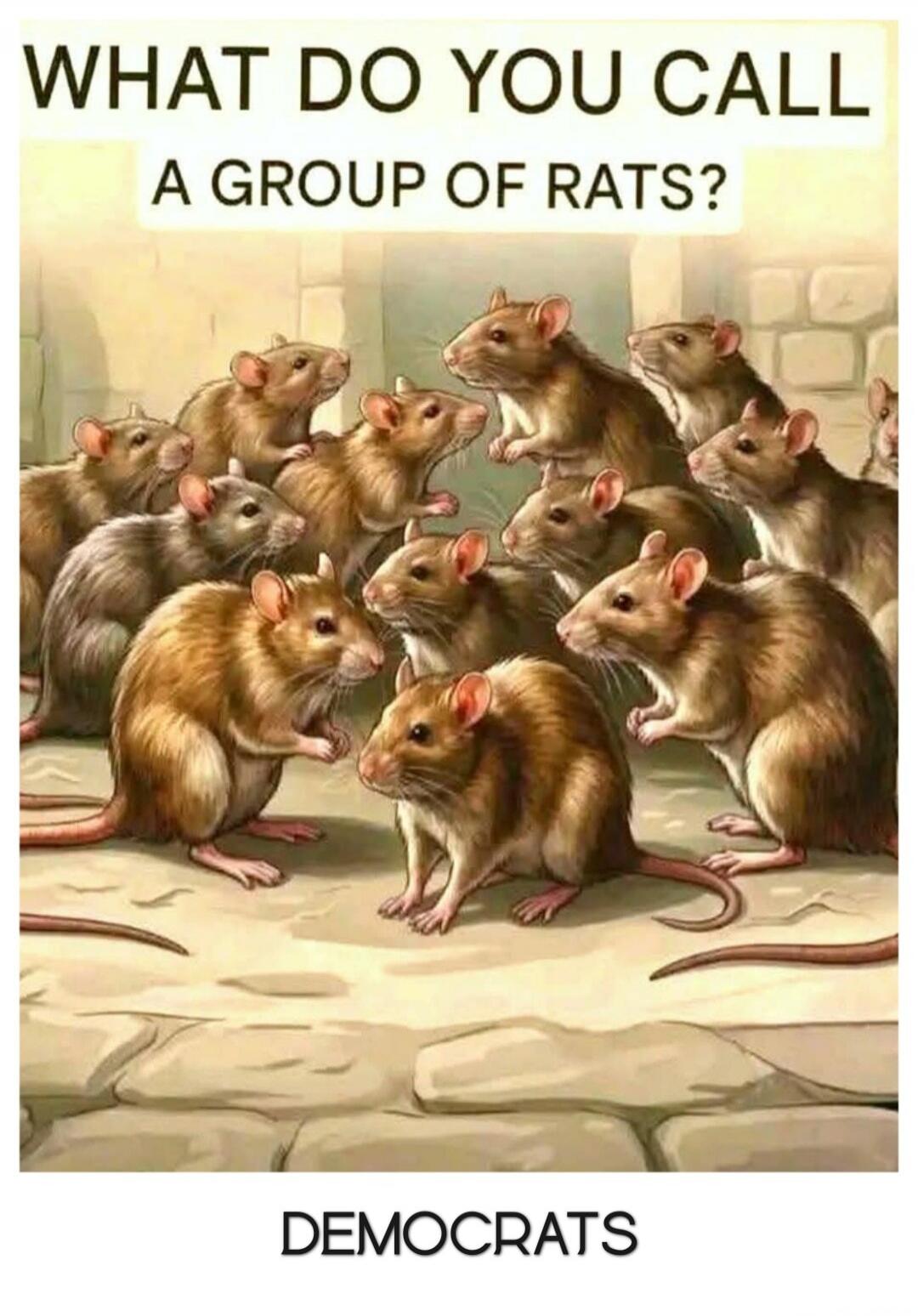 WHAT DO YOU CALL A GROUP OF RATS? DEMOCRATS