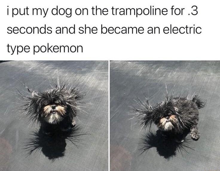 i put my dog on the trampoline for 3 seconds and she became an electric type pokemon