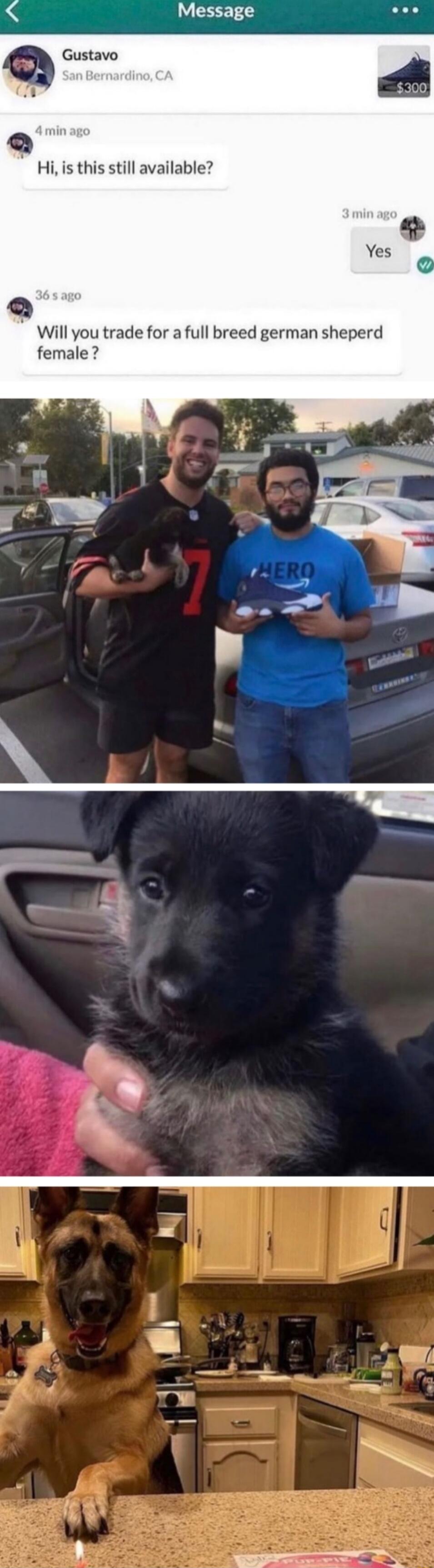S Message Ses a Gustavo Hi is this still available Will you trade for a full breed german sheperd female