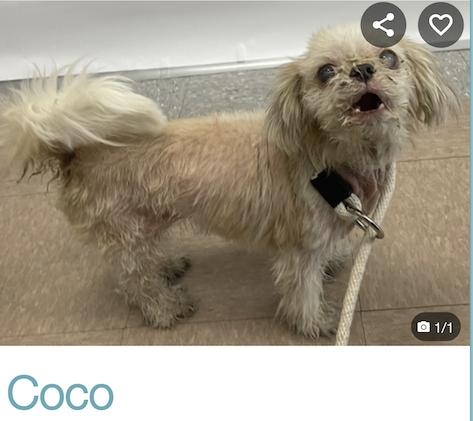 Coco 9 Manhattan 9 Female 15 Years 1 104 Ibs