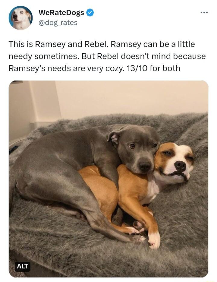 WeRateDogs This is Ramsey and Rebel Ramsey can be alttle needy sometimes But Rebel doesnt mind because Ramseys needs are very cozy 1310 for both