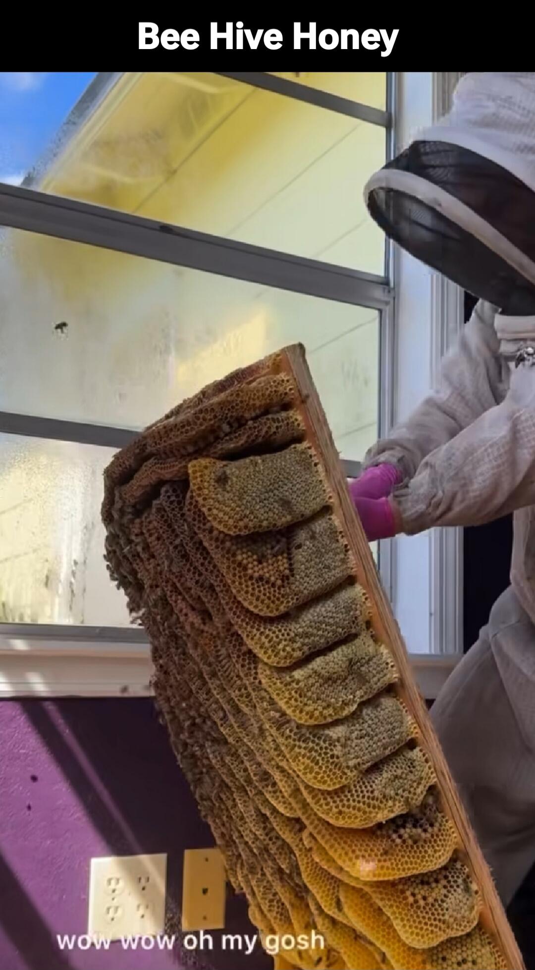 Bee Hive Honey
wow wow oh my gosh