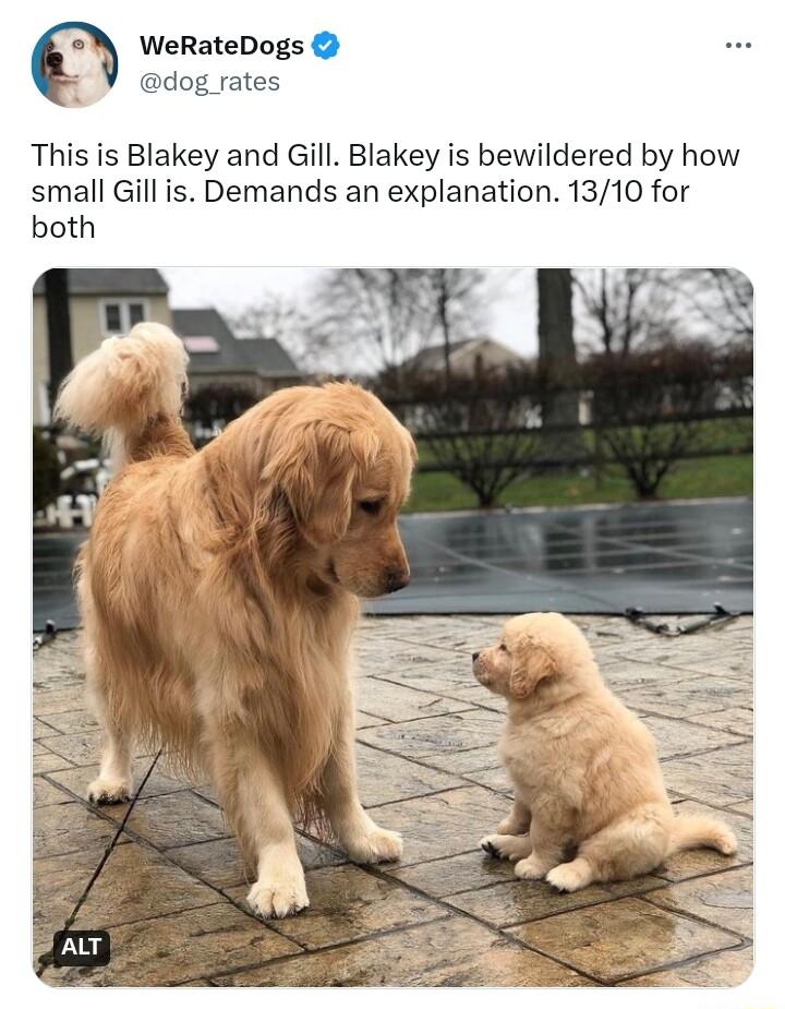 WeRateDogs dog rates This is Blakey and Gill Blakey is bewildered by how small Gill is Demands an explanation 1310 for both
