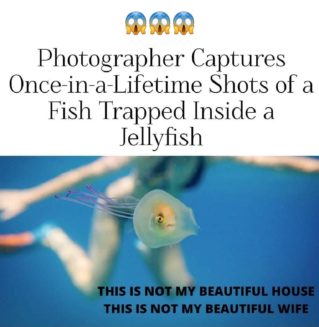 QPR Photographer Captures Once in a Lifetime Shots of a Fish Trapped Inside a Jellyfish