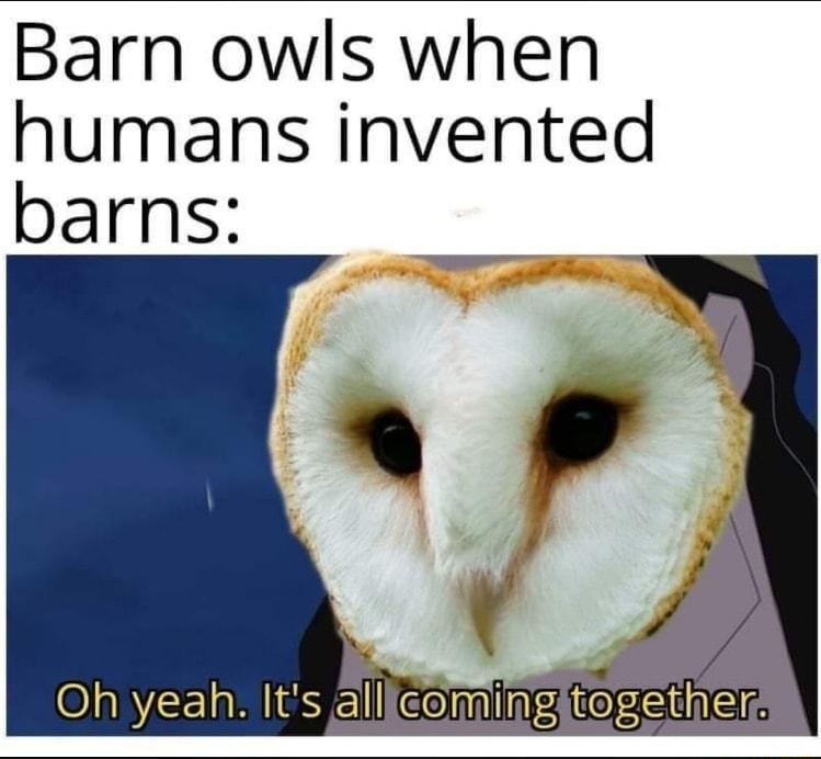 Barn owls when humans invented Ol NEELRIEYEI Gomiing ge