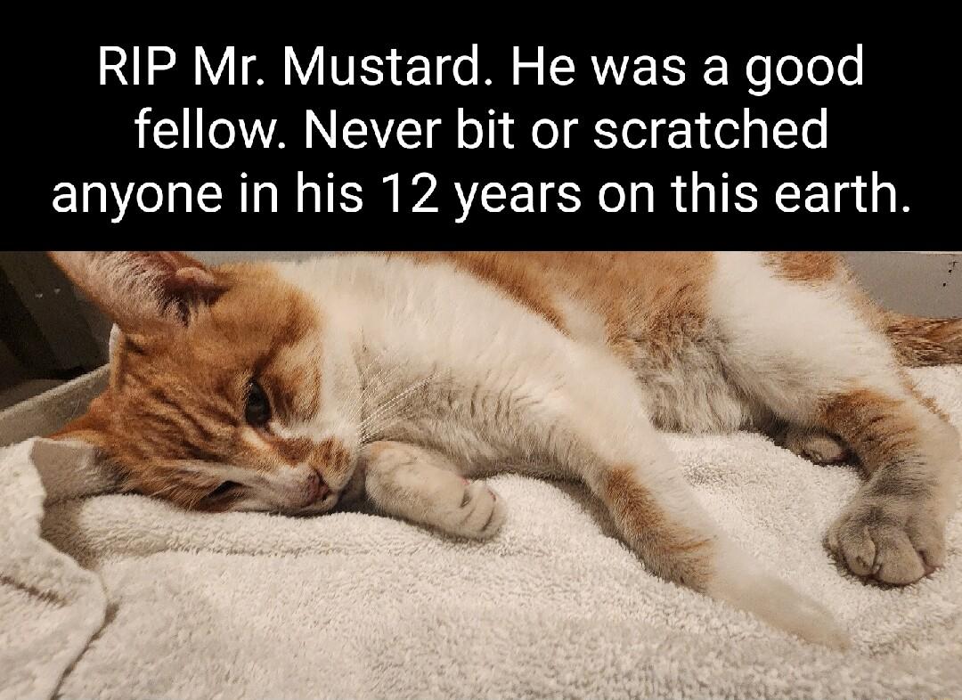 18 VIV VS 1 M S TR R R feT ol fellow Never bit or scratched I R IS PATCE Y R GIERETR s