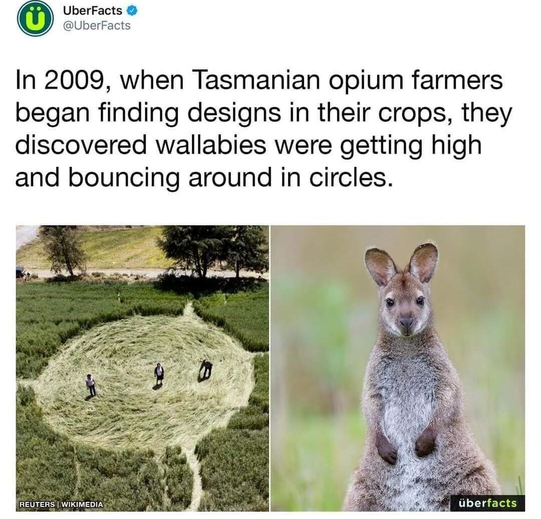 UberFacts Uberfacts In 2009 when Tasmanian opium farmers began finding designs in their crops they discovered wallabies were getting high and bouncing around in circles