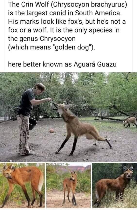 The Crin Wolf Chrysocyon brachyurus is the largest canid in South America His marks look like foxs but hes not a fox or a wolf It is the only species in the genus Chrysocyon which means golden dog here better known as Aguara Guazu