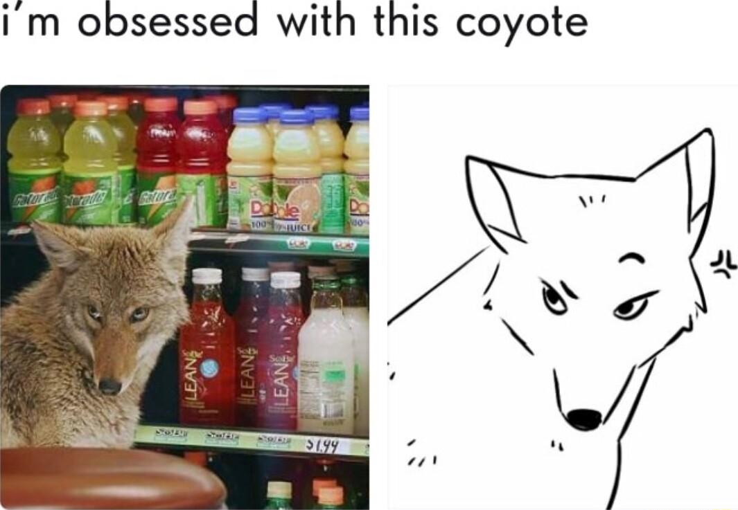 im obsessed with this coyote