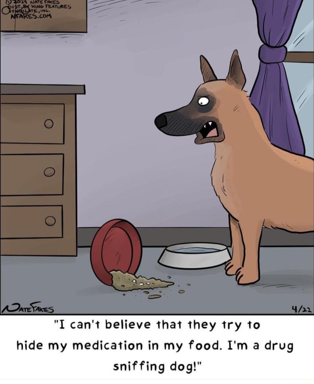 I cant believe that they try to hide my medication in my food Im a drug sniffing dog