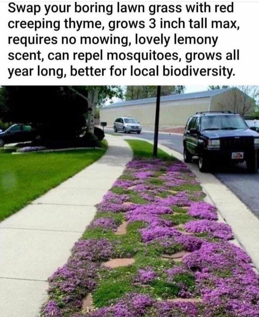 Swap your boring lawn grass with red creeping thyme grows 3 inch tall max requires no mowing lovely lemony scent can repel mosquitoes grows all year long better for local biodiversity