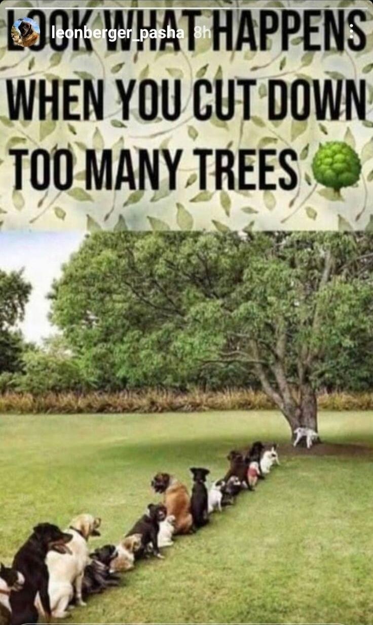 LOOK WHAT HAPPENS WHEN YOU CUT DOWN TOO MANY TREES
