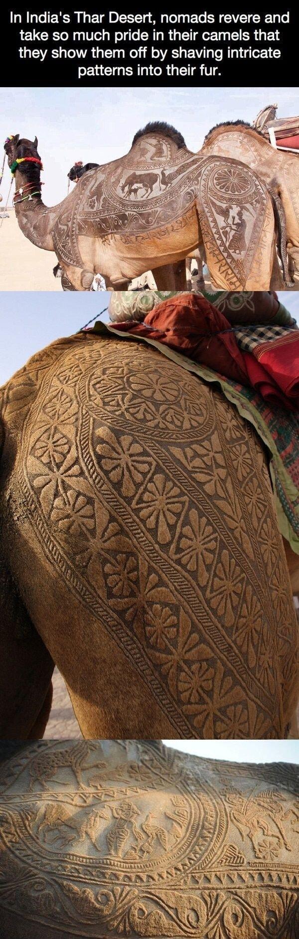 In Indias Thar Desert nomads revere and LELCETON Ve WoTqTo R IR T e Ty EI CR g 14 they show them off by shaving intricate sERCIGERIN GRUTETRTIA