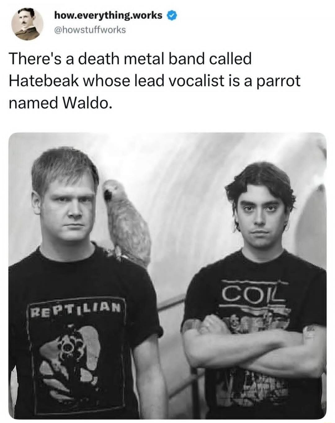 There's a death metal band called Hatebeak whose lead vocalist is a parrot named Waldo.