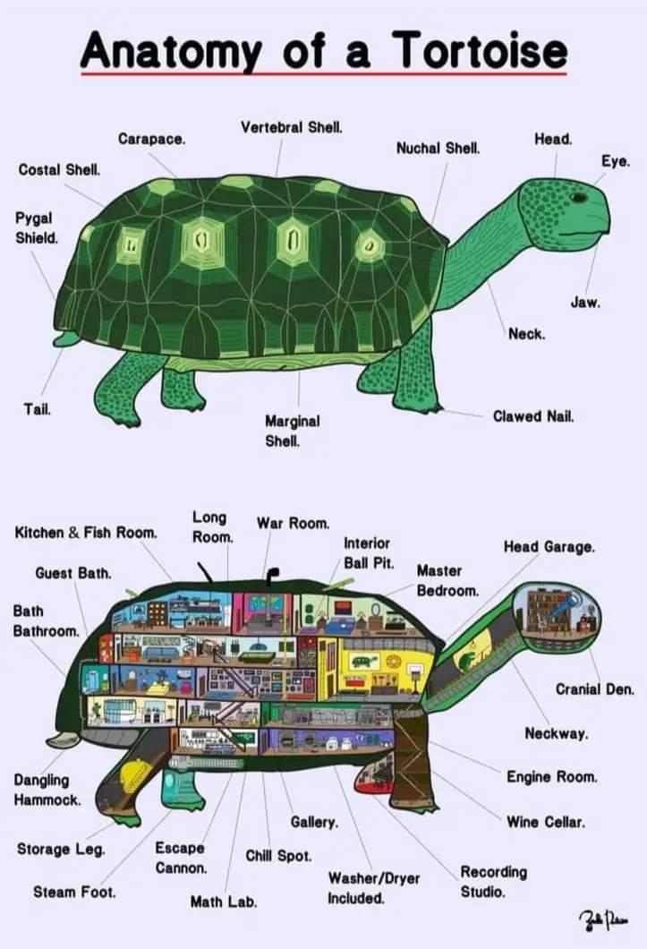 Anatomy of a Tortoise Storage Leg Escape Chill Spot WasherDryer 9 Steam Foot Math Lab Included tudio