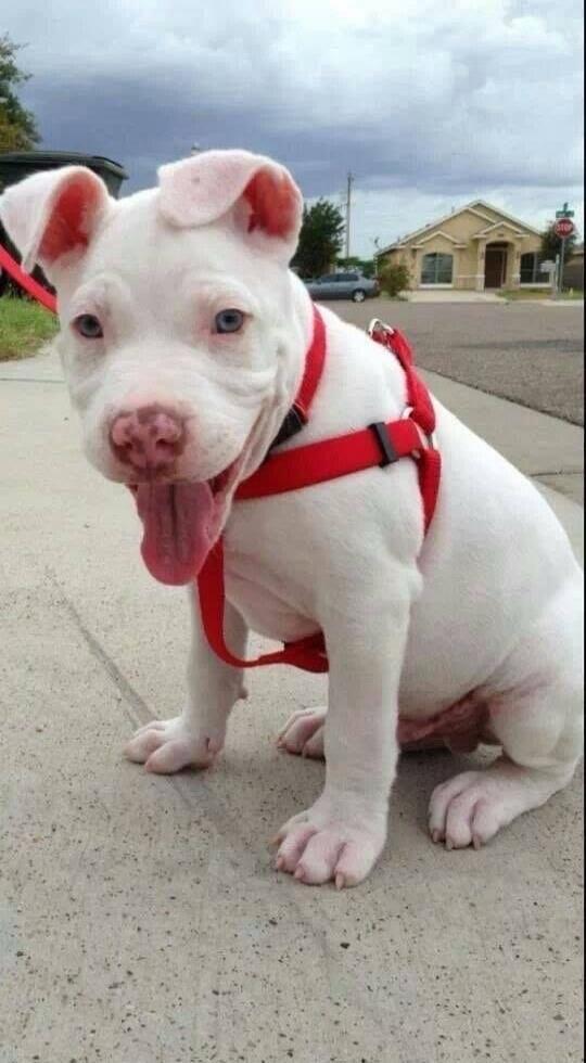 A white pitbull puppy with blue eyes and its tongue hanging out, wearing a red harness, sitting on a sidewalk.