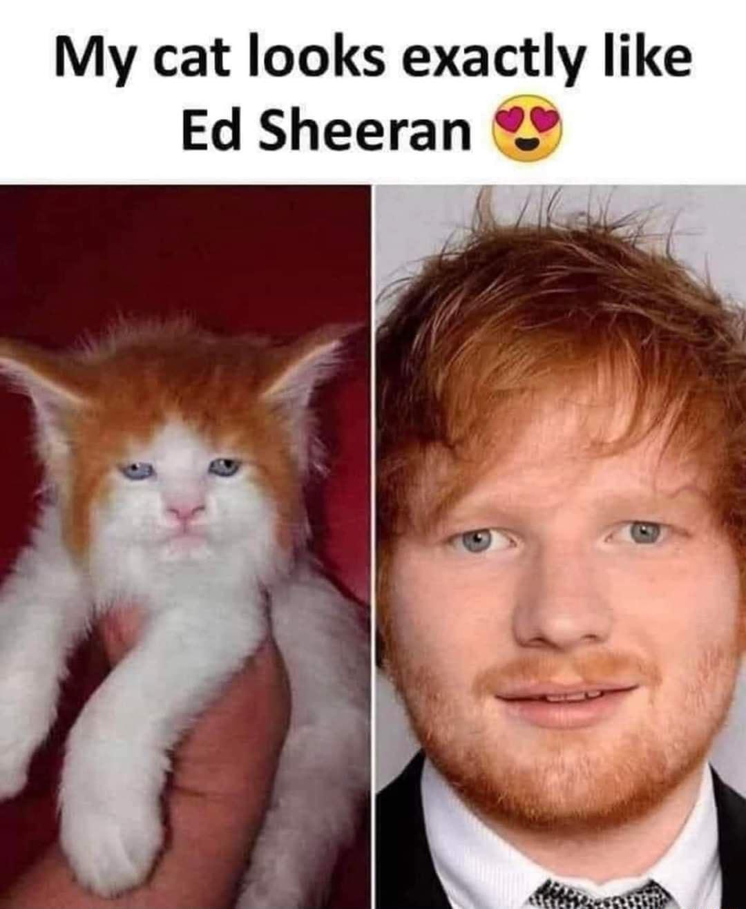 My cat looks exactly like Ed Sheeran