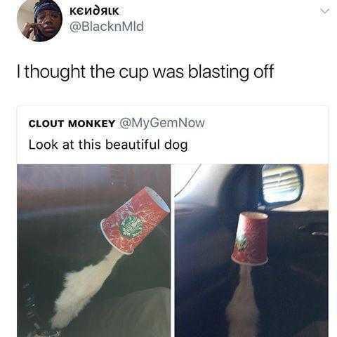 f KENASIK BlacknMId thought the cup was blasting off CLOUT MONKEY MyGemNow Look at this beautiful dog