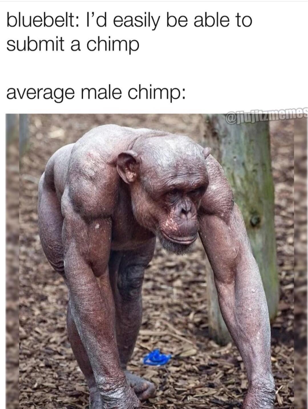 bluebelt Id easily be able to submit a chimp average male chimp