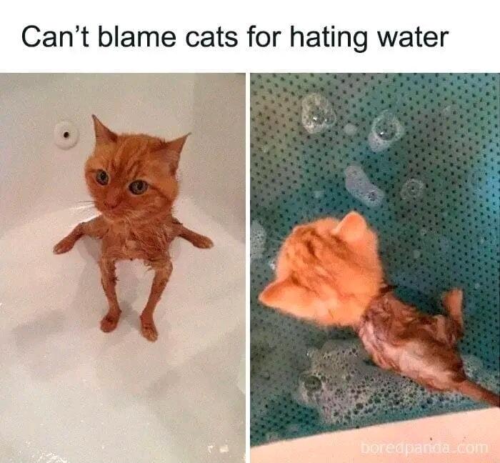 Cant blame cats for hating water