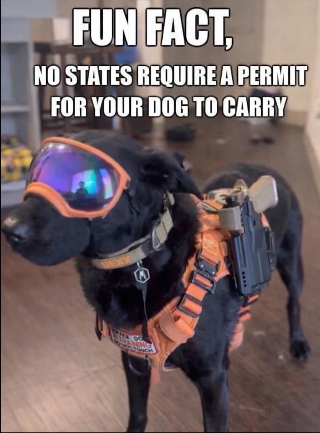 FUN FACT, NO STATES REQUIRE A PERMIT FOR YOUR DOG TO CARRY