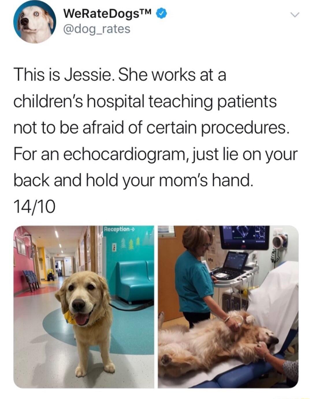 o WeRateDogs dog_rates This is Jessie She works at a childrens hospital teaching patients not to be afraid of certain procedures For an echocardiogram just lie on your back and hold your moms hand 1410